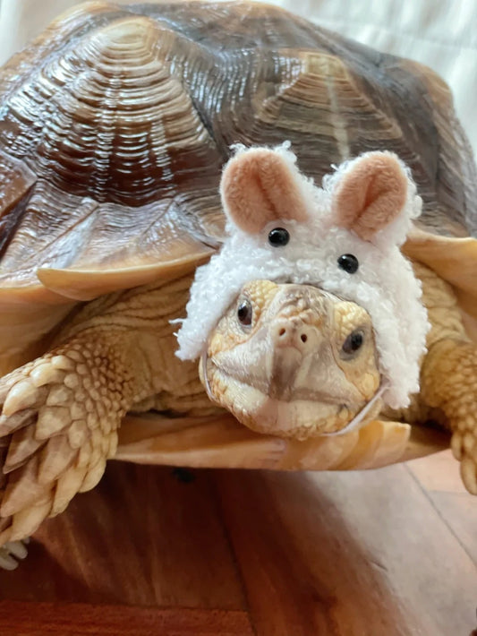 Tortoises: Ancient Treasures