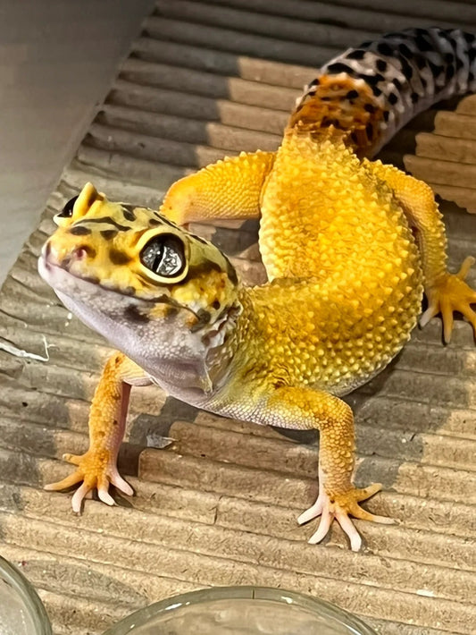 The Ultimate Guide to Gecko Care